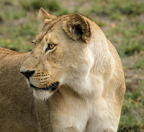 Beautiful Cat- Lioness in the Okavango Delta, Botswana