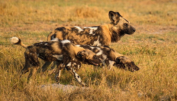 Heading out- Wild dogs begin the hunt