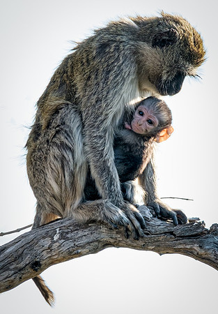 Madona and Child