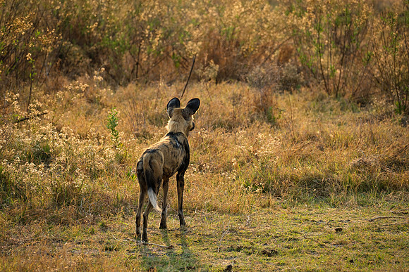 Locked in - Wild Dog locating its target