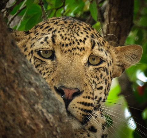 Beautiful Eyes