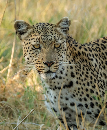 The Look - Female Leopard