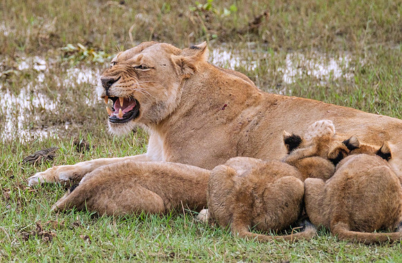 The Pain of Motherhood