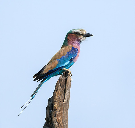 Lilac Breasted Roller, Botswana