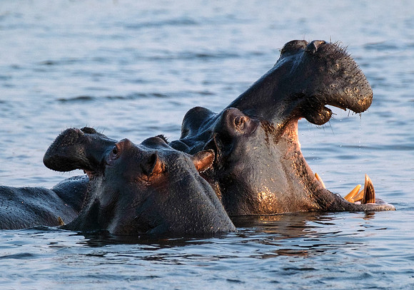 Demonstrating Hippos