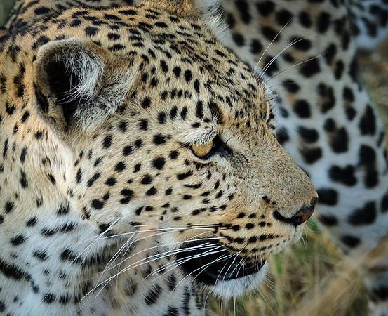 Portrait- Leopard, Okavango Delta, Botswana