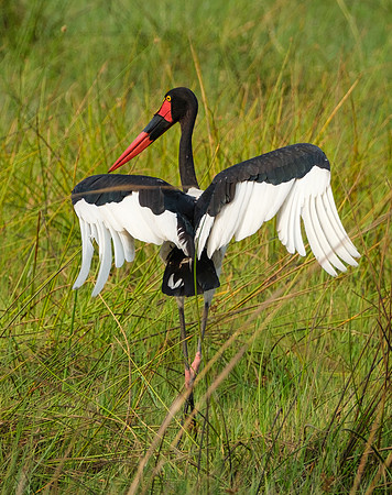 Dancing- Saddle-Billed Stork