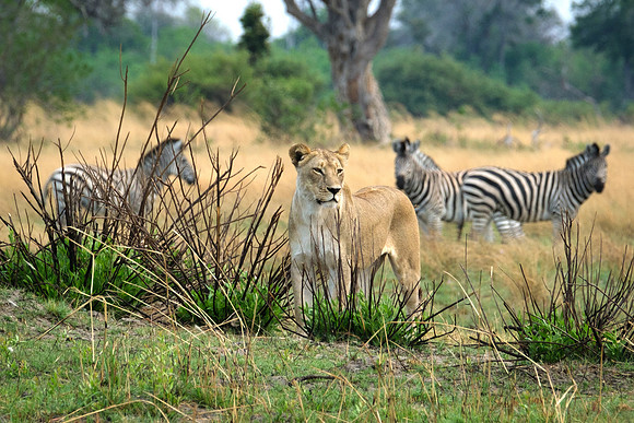 Approching the herd