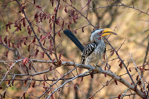 Yellow Billed Hornbill