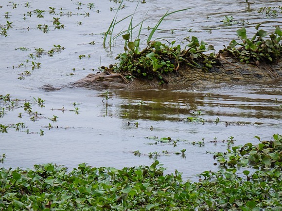 Sneaky Croc