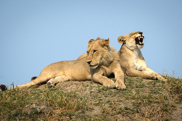 Resting, Watching