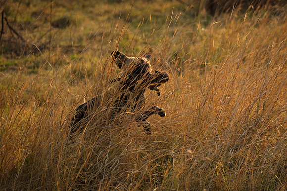 Caught - Wild Dog with warthog piglet
