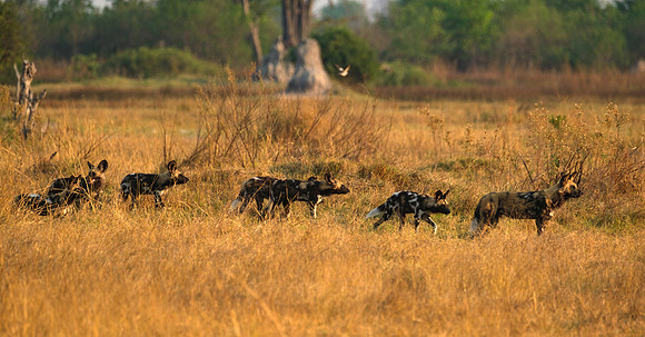 Hunting- Wild Dogs Okavango Delta, Botswana