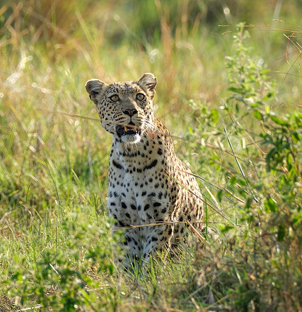 Lovely Girl- Female Leopard