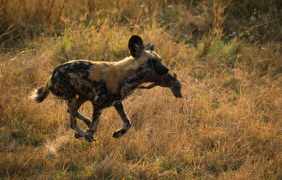 Playing with the catch- Wild Dogs