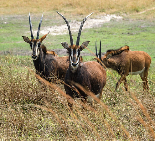 Sable Antelope, Okavango Delta, Botswana