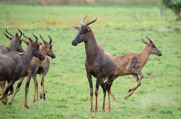 What Lions? - Tsessebe Antelope