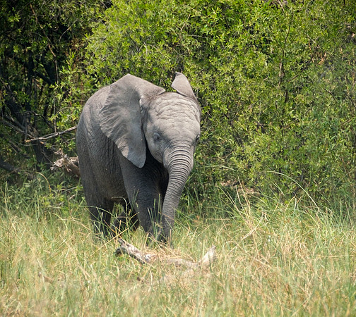 Baby Baby