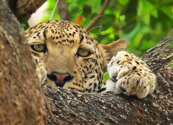 Hide and Seek
