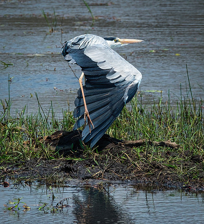 African Grey Heron