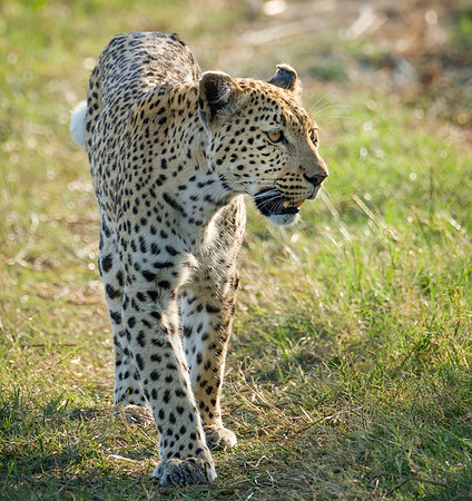 Prowling - Female Leopard