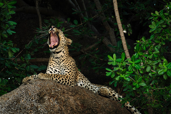 Awesome Yawn