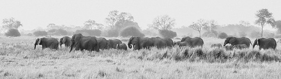 Matriarchs Marching