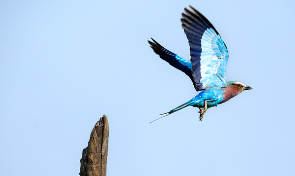 Taking Wing- Lilac Breasted Roller