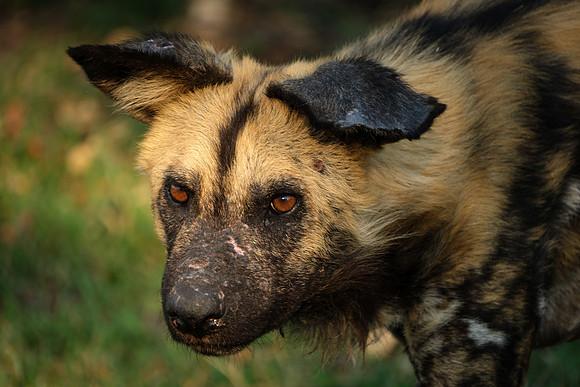 Let's Hunt - African Wild Dog, Botswana