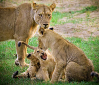 Family Portrait