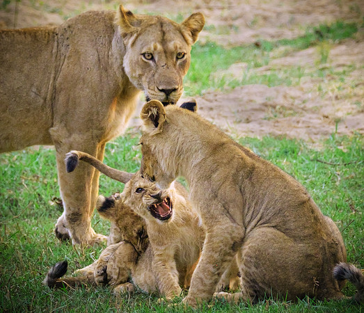 Family Portrait