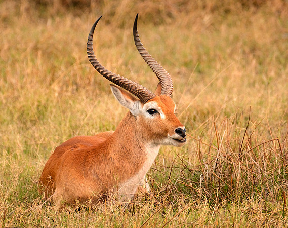 Red Lechwe