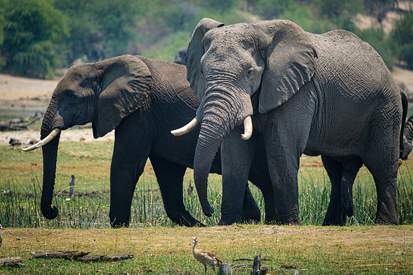 Young males, Boteti River, Botswana