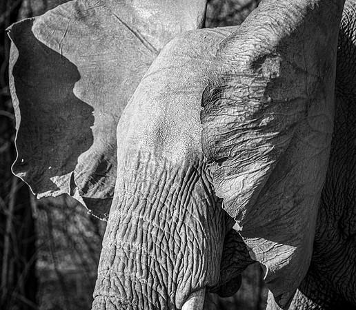Elephant Ears