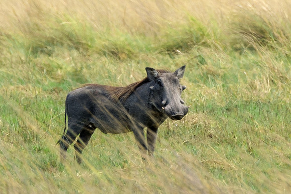 Nice coat! Warthog Okavango Delta, Botswana