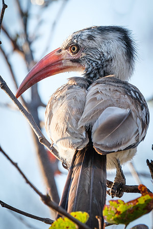 Red Billed Horn Bill