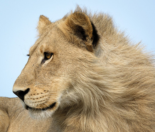 Handsome Cat- Young male lion in the Okavango Delta, Botswana