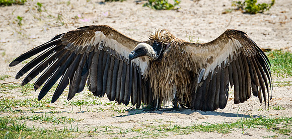 Wingspan - White backed Vulture
