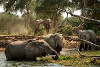 Lower Zambezi Elephants