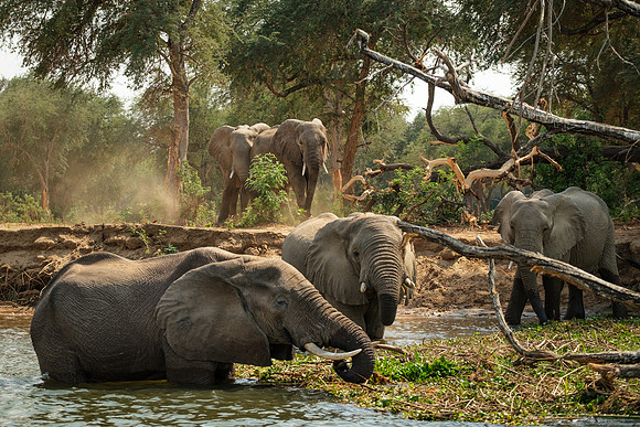 Lower Zambezi Elephants