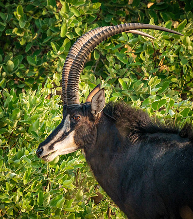 Georgeous Horns - Sable Antelope