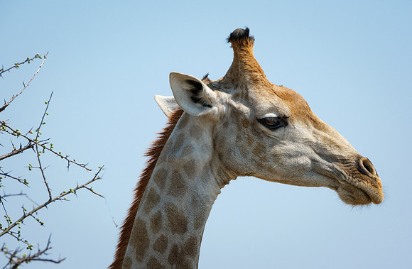 Profile- Male Giraffe