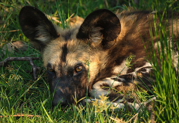 Resting - African Wild Dog