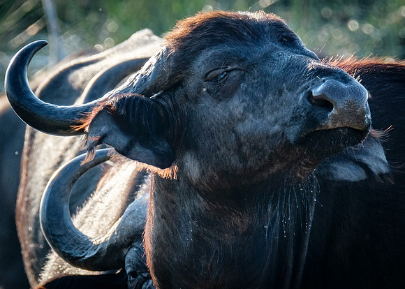 Skeptical Buff