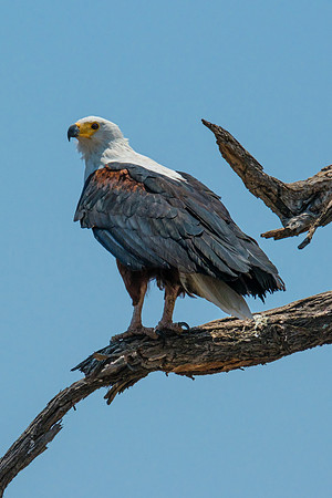 Fish Eagle