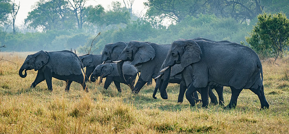 Generational Parade