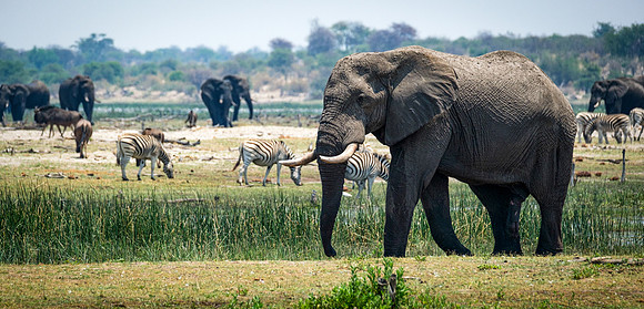 Elephant Crossing, Boteti River
