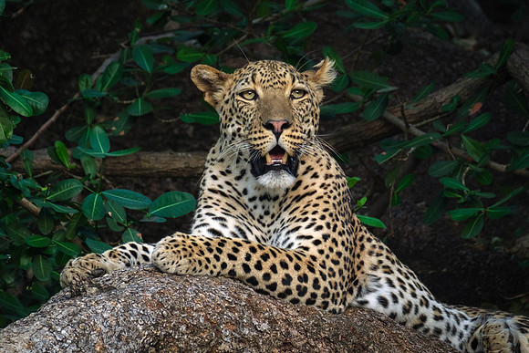 Great Face
