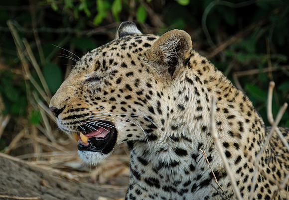 Blinded Leopard