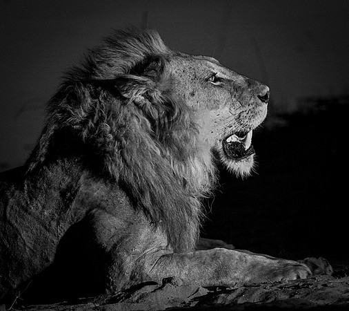 The King